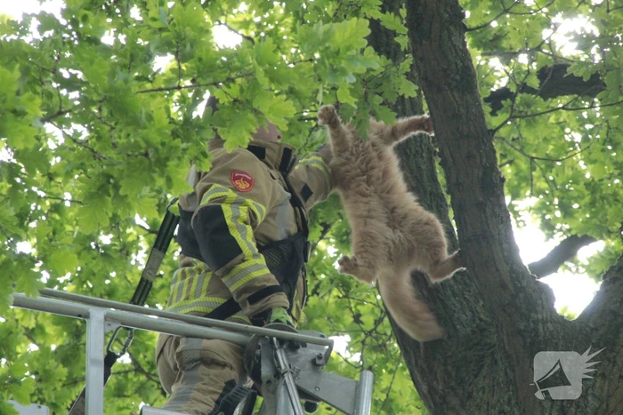 Kat Paco uit de boom gehaald