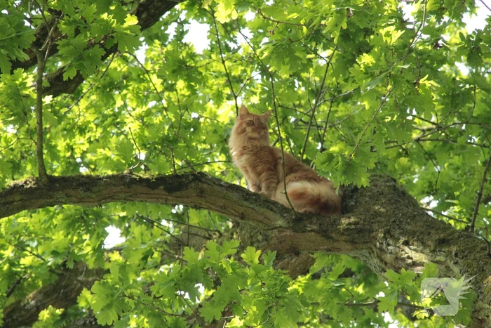 Kat Paco uit de boom gehaald