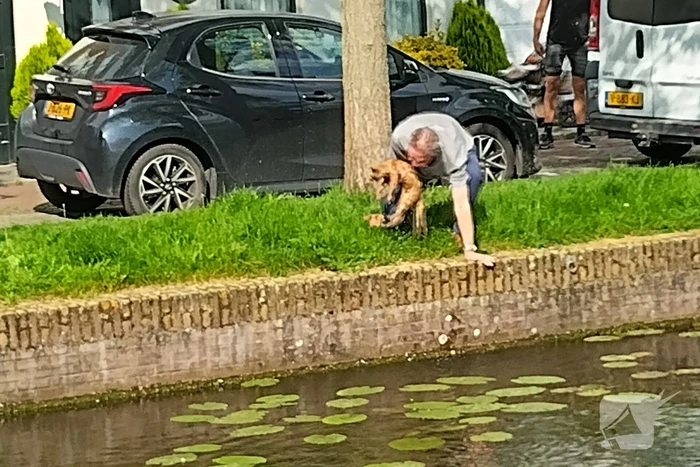 Kat Simba kiest hazenpad en belandt in water