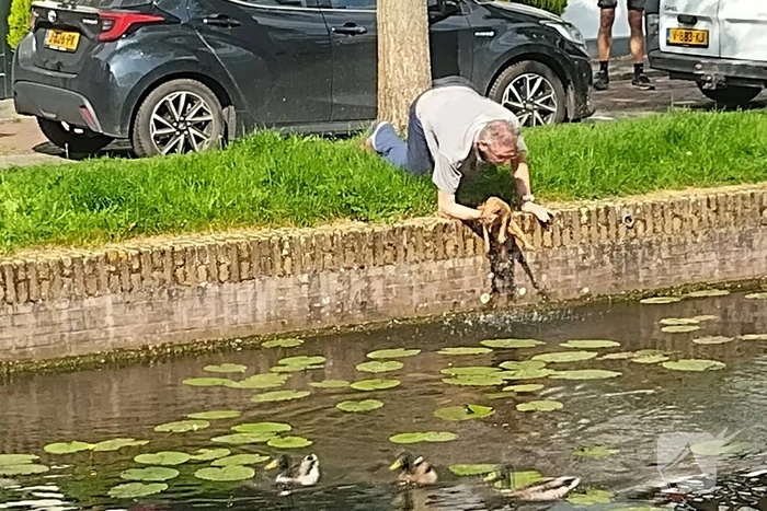 Kat Simba kiest hazenpad en belandt in water