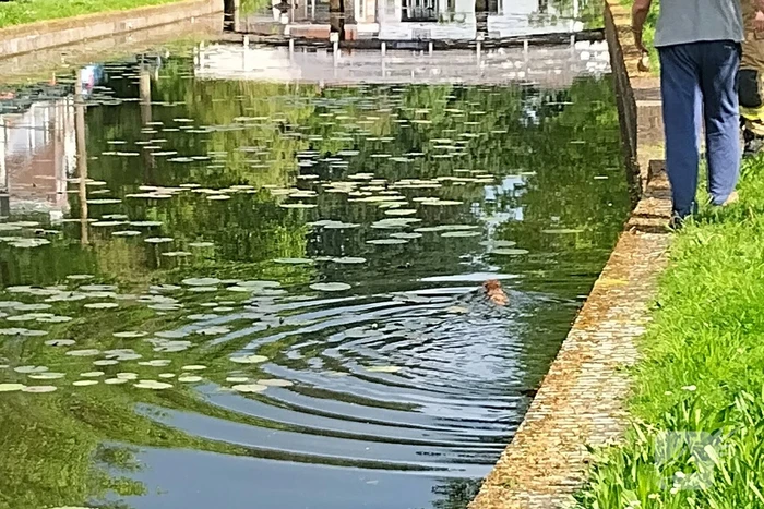 Kat Simba kiest hazenpad en belandt in water