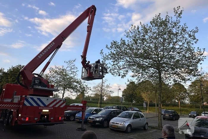 Brandweer haalt kraai uit boom