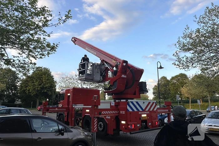 Brandweer haalt kraai uit boom
