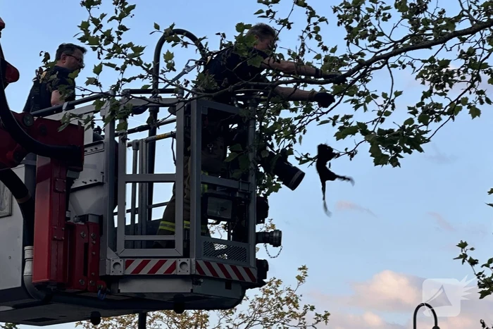 Brandweer haalt kraai uit boom