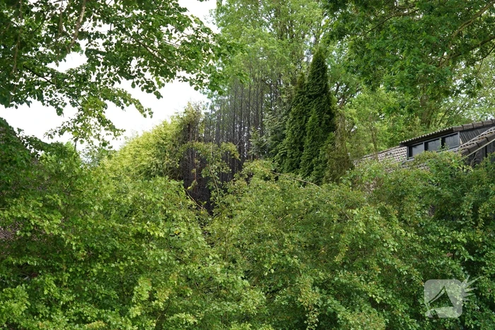 Flinke brand in coniferenhaag
