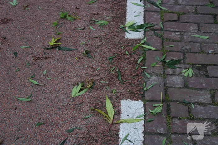 Hennepkwekerij met 173 planten ontruimd