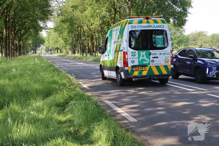 Automobilist raakt gewond bij botsing tegen boom