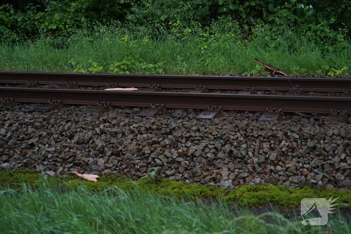 Geen treinen vanwege takken op spoor