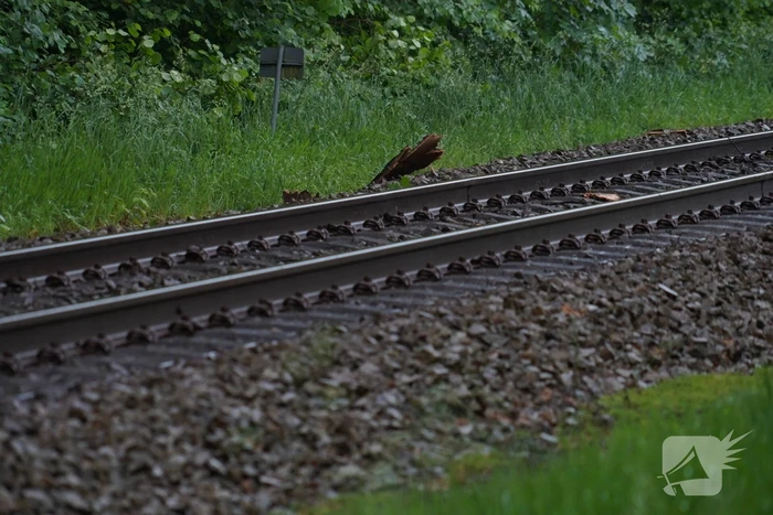 Geen treinen vanwege takken op spoor