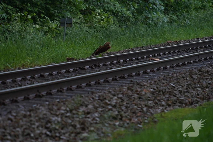 Geen treinen vanwege takken op spoor