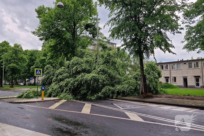 Bomen vallen om door hevige onweersbui