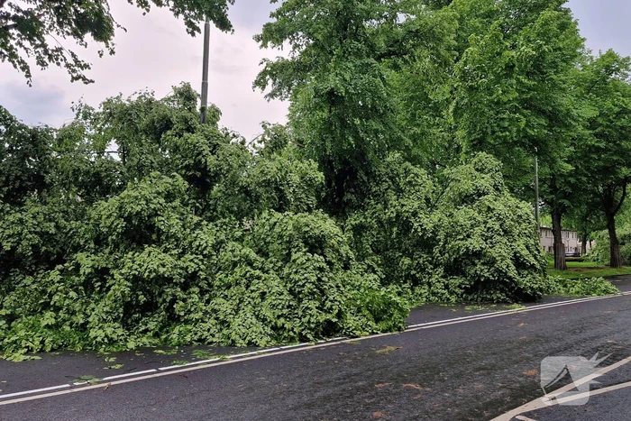 Bomen vallen om door hevige onweersbui