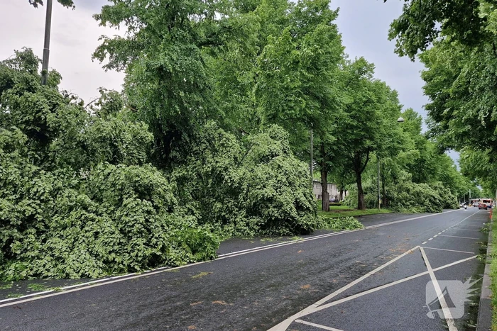 Bomen vallen om door hevige onweersbui