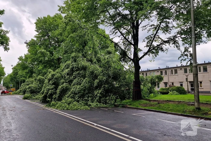 Bomen vallen om door hevige onweersbui