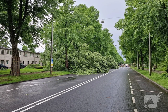 Bomen vallen om door hevige onweersbui