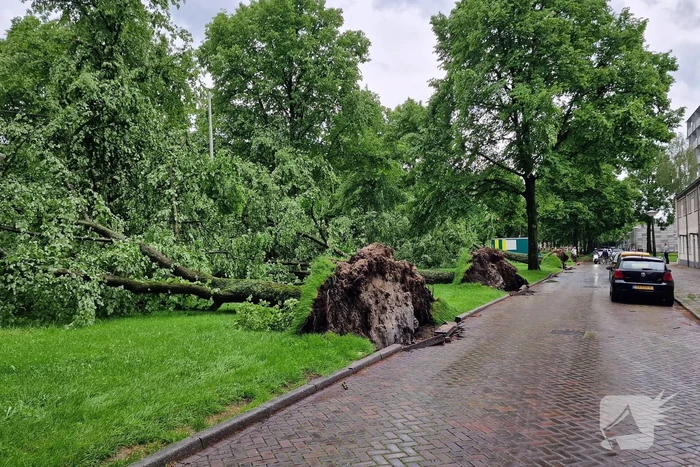 Bomen vallen om door hevige onweersbui