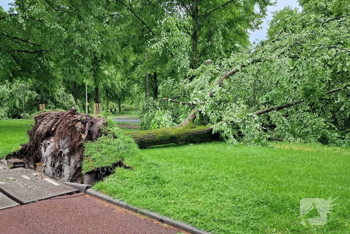 Bomen vallen om door hevige onweersbui