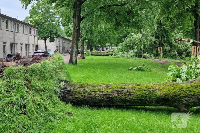 Bomen vallen om door hevige onweersbui