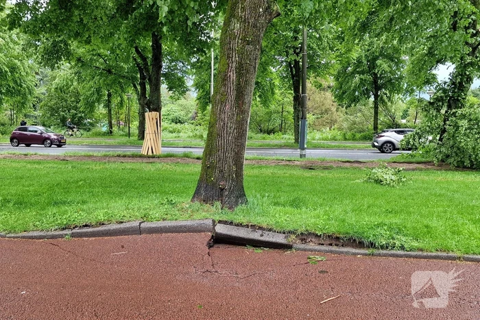 Bomen vallen om door hevige onweersbui