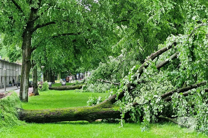 Bomen vallen om door hevige onweersbui