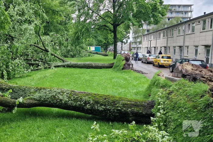 Bomen vallen om door hevige onweersbui