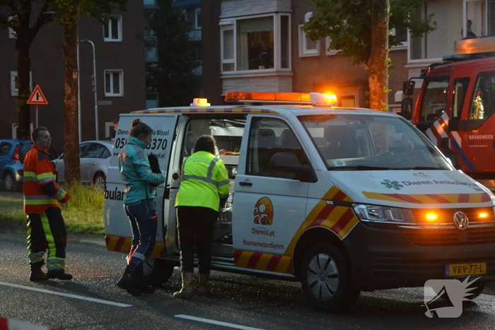 Flinke rookontwikkeling bij brand in flat