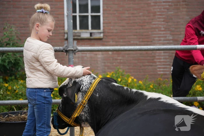 Koeien knuffelen tijdens Bunschoter Boeren- en Beestenboel