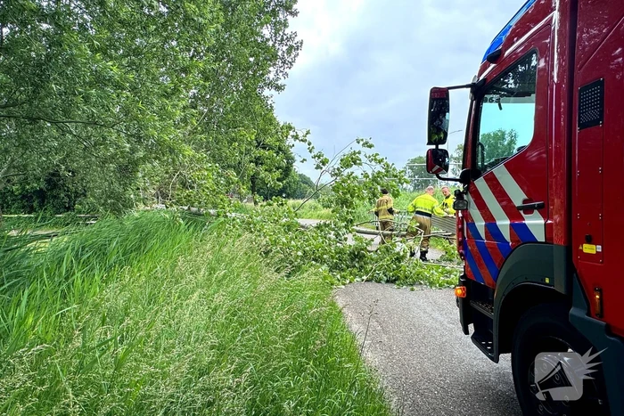 Voetganger door het oog van de naald na omvallen boom