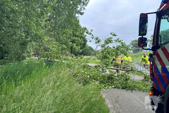 Voetganger door het oog van de naald na omvallen boom