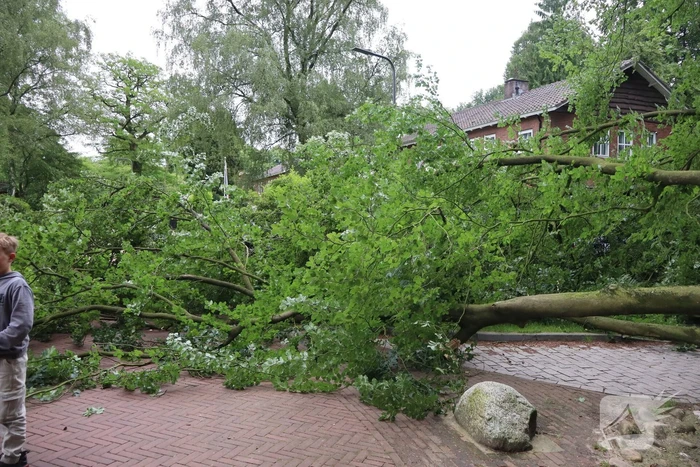 Flinke schade na omvallen boom park Daalhuizen