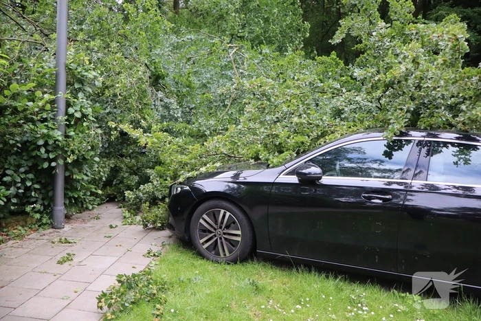 Flinke schade na omvallen boom park Daalhuizen