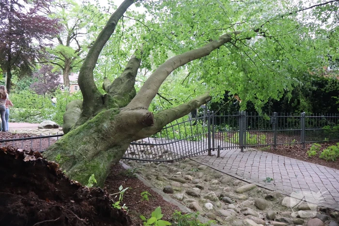 Flinke schade na omvallen boom park Daalhuizen