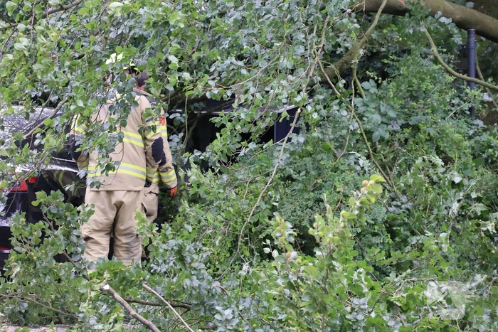 Flinke schade na omvallen boom park Daalhuizen