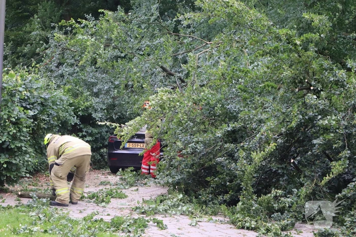 Flinke schade na omvallen boom park Daalhuizen