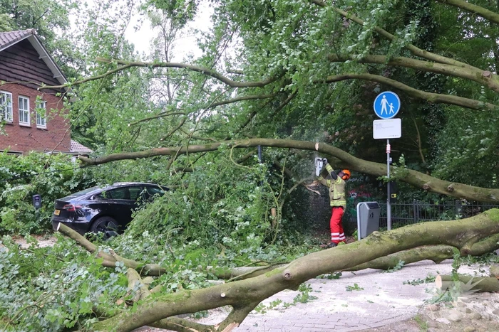 Flinke schade na omvallen boom park Daalhuizen