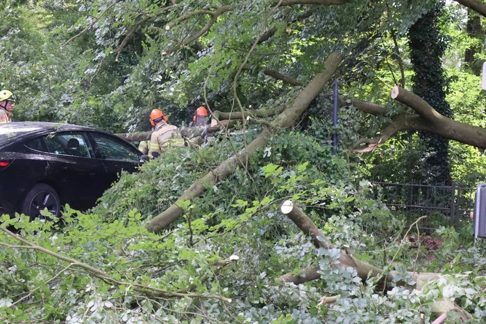 Flinke schade na omvallen boom park Daalhuizen