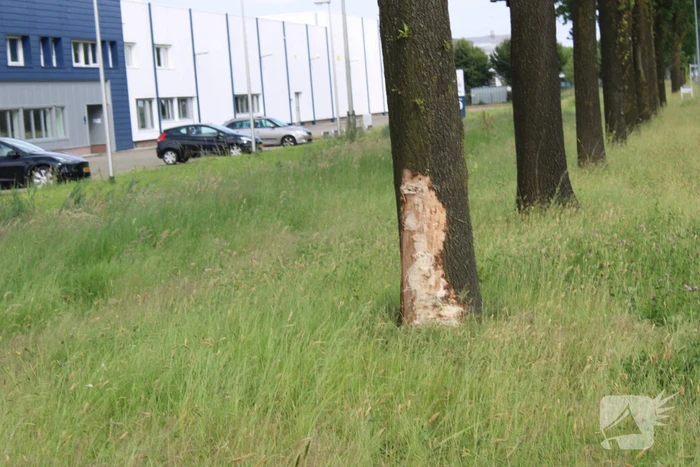 Dure sportauto rijdt tegen boom, veel schade