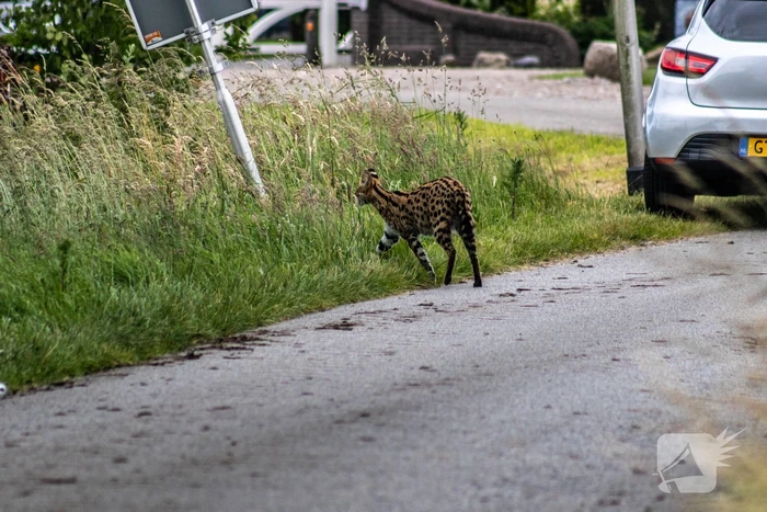 Grote zoektocht naar ontsnapte Serval