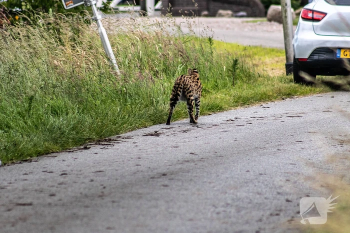 Grote zoektocht naar ontsnapte Serval