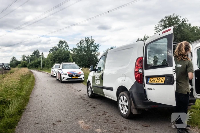 Grote zoektocht naar ontsnapte Serval