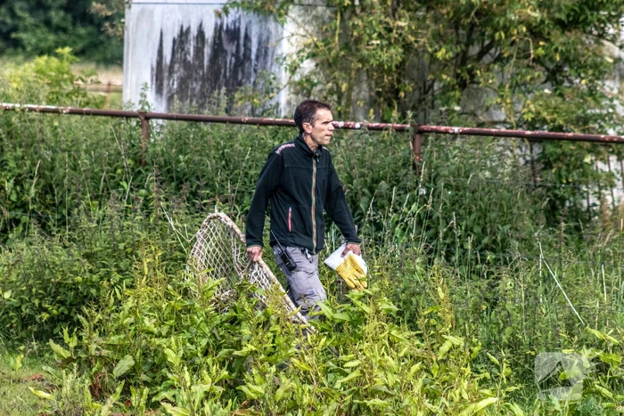 Grote zoektocht naar ontsnapte Serval
