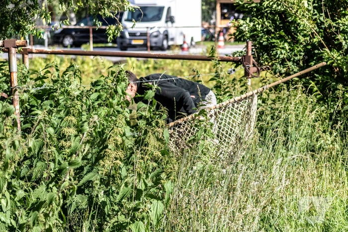 Grote zoektocht naar ontsnapte Serval