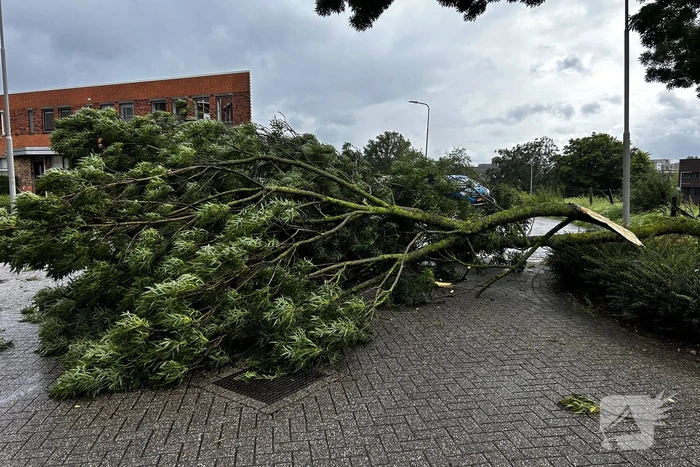 Grote tak verspert weg