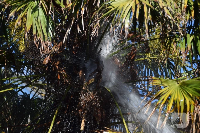 Steekvlam uit barbecue zet boom in brand