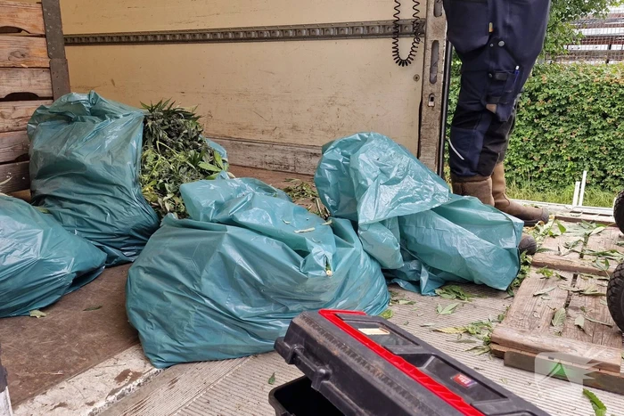 Hennepkwekerij met 200 planten opgerold