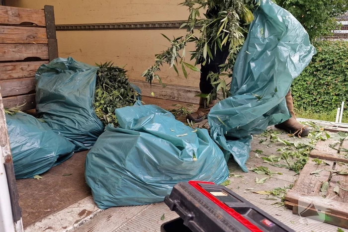 Hennepkwekerij met 200 planten opgerold