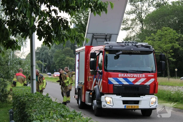 Brandweer aanwezig voor jong schaap in sloot
