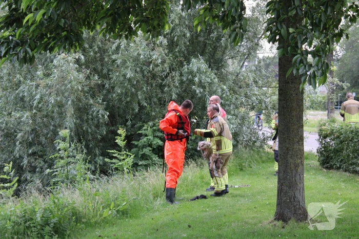 Brandweer aanwezig voor jong schaap in sloot