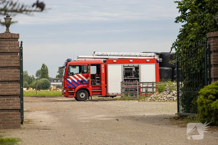 Koeien vallen in mestput