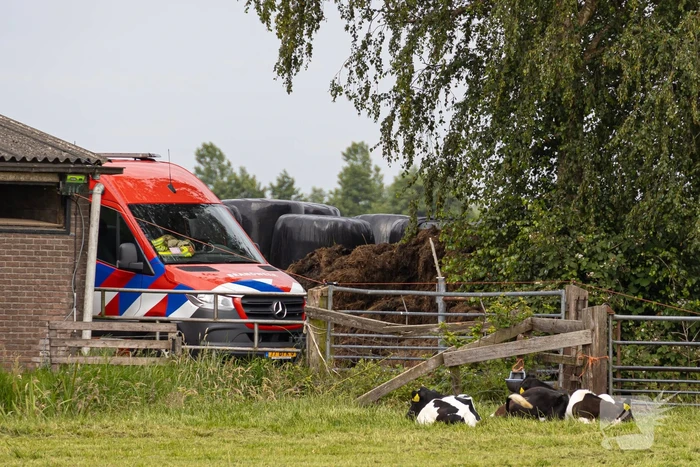 Koeien vallen in mestput